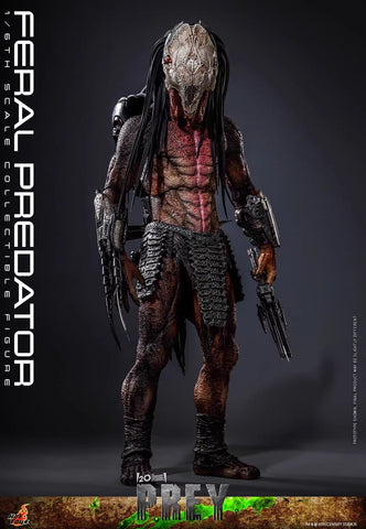 HotToys TMS114 Feral Predator 1/6 Scale 37cm / 14.57''